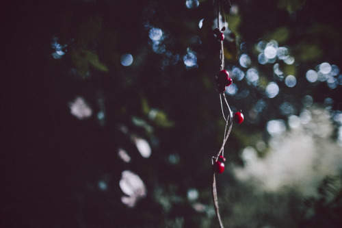 elenamorelli:{ into the forest // darkness and light and bokeh }-october edition-