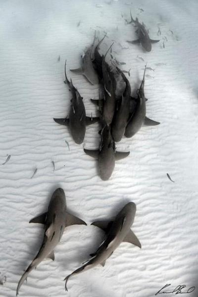 nonconcept:“Sharks” by Raul Boesel.