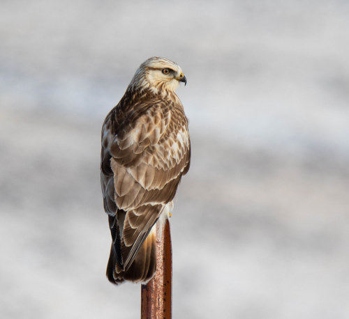 Rough-legged Hawk by Northern Desert Photography flic.kr/p/2igVJZU