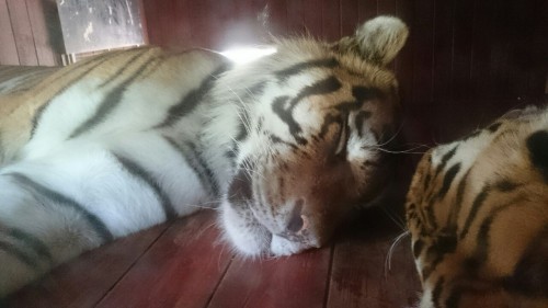 Sleepy kitty