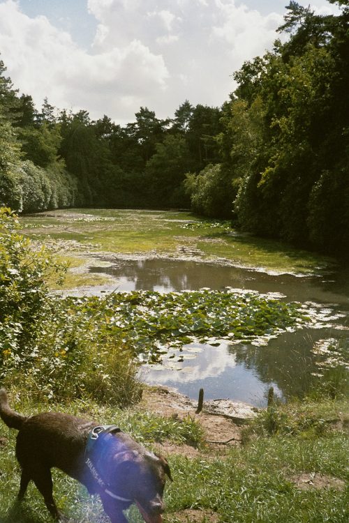 A walk in the woods, 5 sept. 2020 ~ Fujica AUTO-5, Lomography Color Negative 400 ASA 35mm