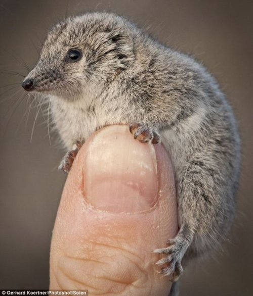 What’s this? An itsy bitsy Australian marsupial called a Giles&rsquo; planigale.