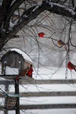 scent-of-me:Birdsong brings relief to my