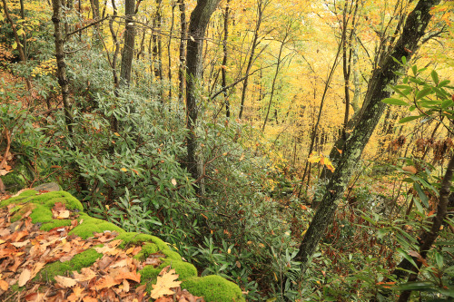 The foliage is now reaching peak color in the Cheat River Canyon.Field notes: 1.  Yellow is the pred