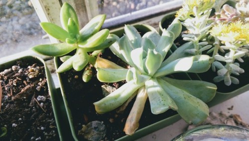 tumblr, meet my little green lovelies~ little green lovelies, meet tumblr~we&rsquo;ve got, from left