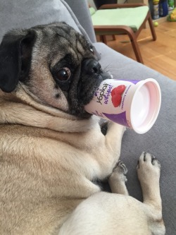 handsomedogs:  Samson, 7, enjoying his fav snack, an empty yogurt cup.