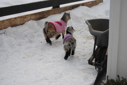 the-goat-barn:this was the little guys first time outside, peanut got to show them around and boy di