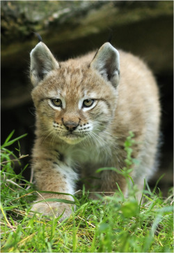 magicalnaturetour:A little stalky by Svenimal