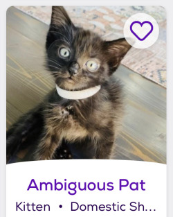 himfluenza:himfluenza:A collection of cats from southern utahs petfinder Gandalf