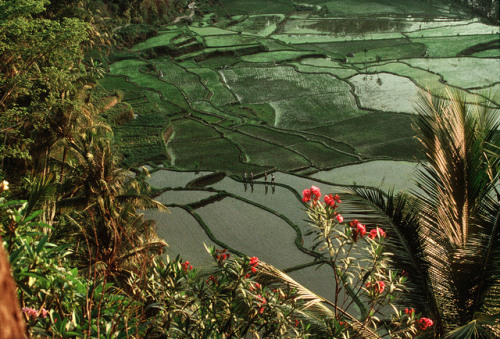 unearthedviews - INDONESIA. Bali.  Rice field terraces in the...