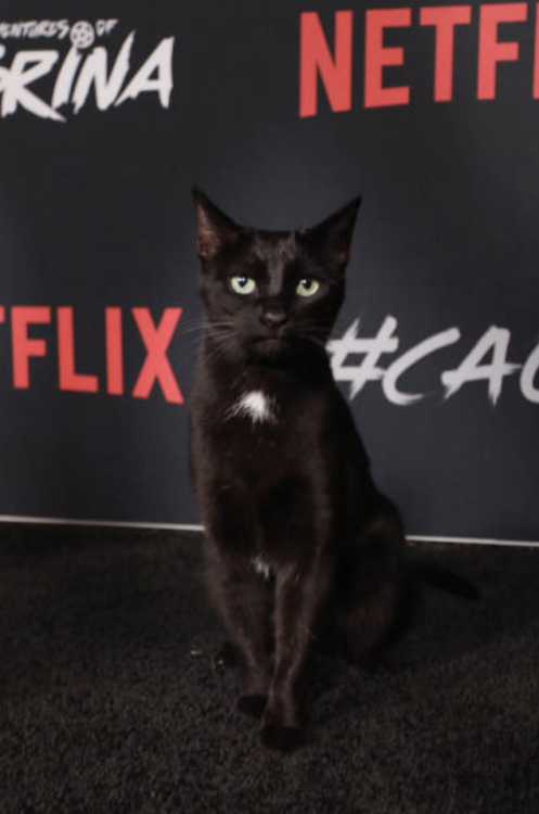 fyeahriverdale:The cat playing Salem in Chilling Adventures of Sabrina walks the red carpet.