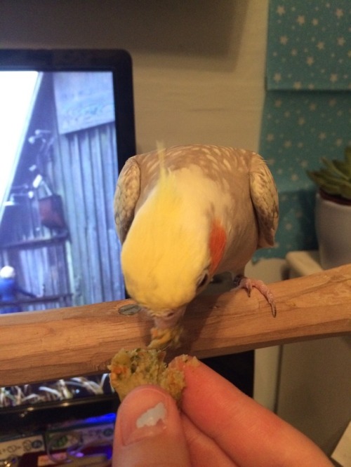 [Image: Kairi the cinnamon pearl cockatiel standing on a wooden perch, head bowed to eat a blob of p