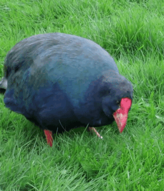 romanimp:bogleech:birds-and-friends:  Takahē bird in Te Anau eating Grass, Nate Sundance-Kid A whole flightless new zealand bird whose existence I just keep forgetting somehow :( Kiwis steal all the spotlight  #oh he’s round #they really know how