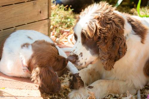 handsomedogs: big baby Jerry and little baby Reggie They are English Springer Spaniels