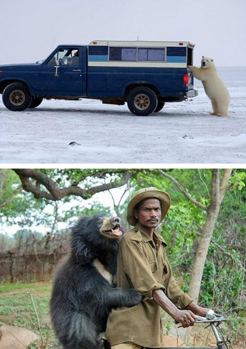 tastefullyoffensive:  Bears Doing Human Things [via]Previously: Before and After Pictures of Animals Growing Up 