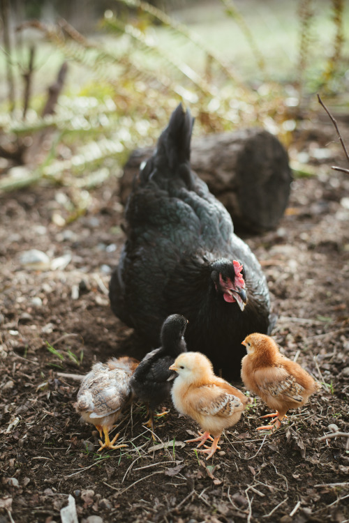 millivedder:Mama and babies