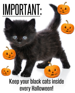 avianawareness:  tropicalveganeden:  SUPER IMPORTANT! Both Halloween and Friday the 13th are days in which cats (especially black cats) are tortured and killed each year. Please keep all pets indoors and tell everyone you know to do the same.  KEEP ALL