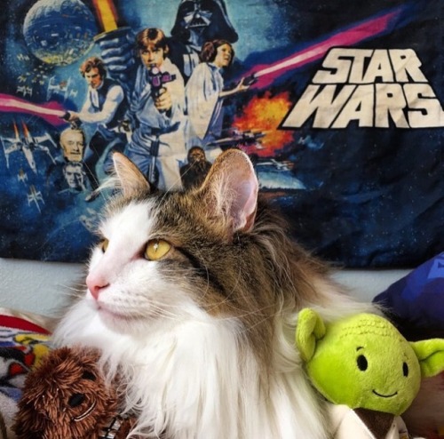 catladychronicles:Your diabolical sith pal Anakin here wishing you a very force-fueled May the Fourt