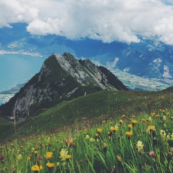 floralls:  Alps, Switzerland   by  zhannakruk   