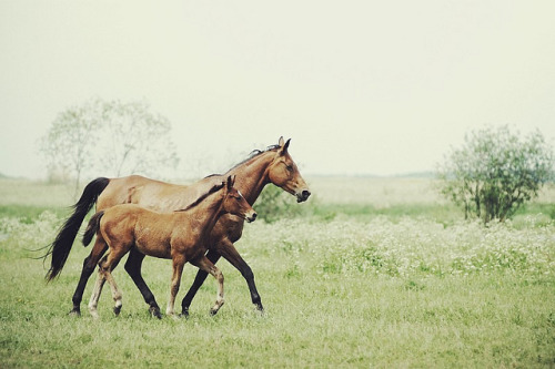 caterpiii:  0007 by patagami on Flickr. 