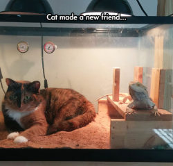 srsfunny:  It’s Nice When Your Pets Get Alonghttp://srsfunny.tumblr.com/