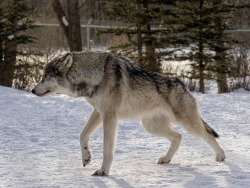 canineinformed:  Kuna alpha female of the