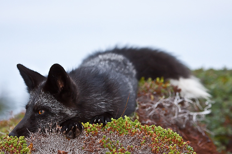 forest-faerie-spirit:  {Young Black Fox} by {Witch-Dr-Tim} 
