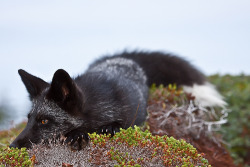 forest-faerie-spirit:  {Young Black Fox}