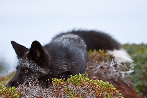 forest-faerie-spirit:{Young Black Fox} by {Witch-Dr-Tim}