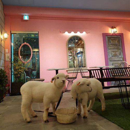 authoratmidnight:awesome-picz:This Sheep Cafe In Korea Shares Viral Photos Of A Sheep Getting Washed