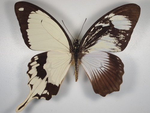 culturenlifestyle: Dazzling Display Of Genetic Phenomenon Of Butterflies With Male And Female Wings