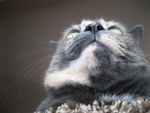 starryrung:i took some glamour shots of my cat zelda