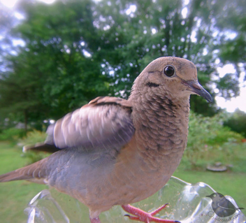 ostdrossel:Friendly baby Dove practising what the adults do.