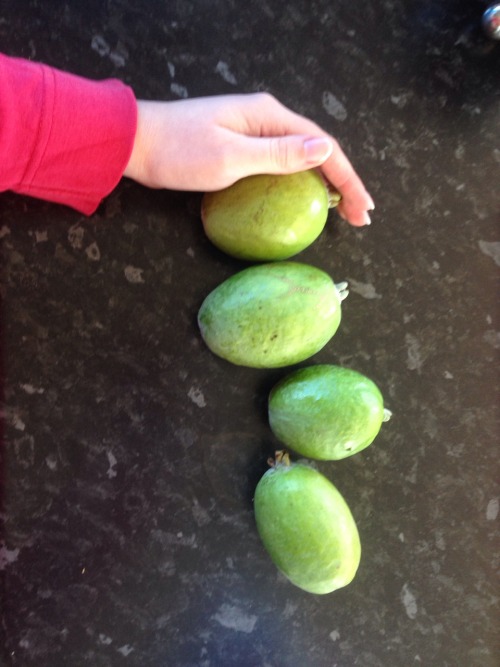 I&rsquo;m about 90% certain these are mutant Feijoa.