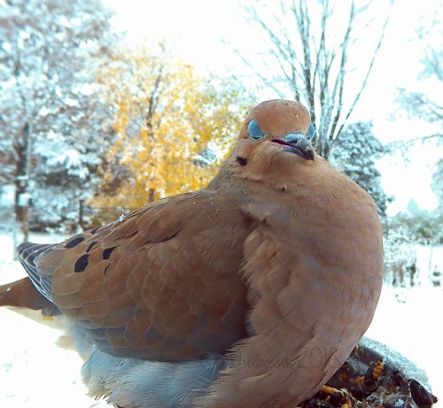 ostdrossel:Yours truly enjoyed the snow as well.