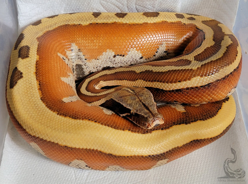 Honeybee just glows!! So proud of her (for being perfect baby).Python brongersmai