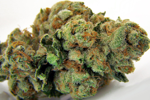 Weed Palace