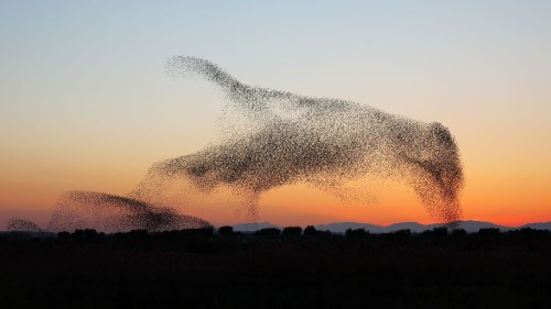 trulyvincent:Murmuration of Starlings that looks like one huge bird 