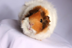 guineapiggies:     	ollie cole 	  	 						 			     