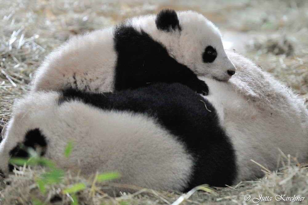giantpandaphotos:  Fu Bao with his mother Yang Yang at Zoo Vienna, Austria, in January