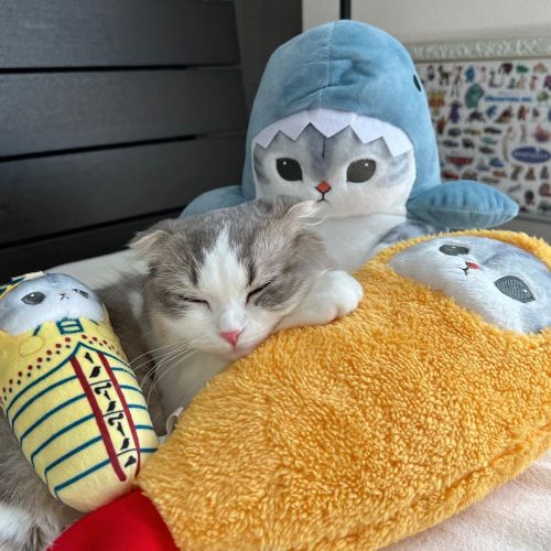 Aww So Adorable