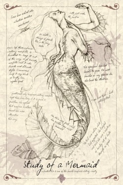 ignissannat:  Mermaid anatomy 