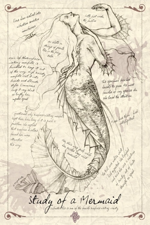 Sex ignissannat:  Mermaid anatomy  pictures