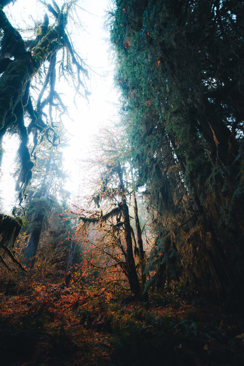 thecraziethewizard: Hoh Rainforest, WA by porn pictures