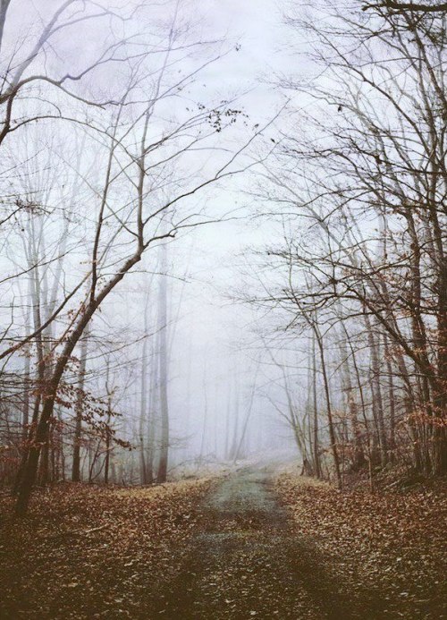 the-inner-observer: Fog is the best part of Fall into Winter. Looks hauntingly gorgeous