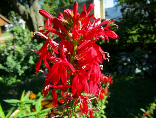 Lobelia syphilitica, Lobelia cardinalis, and Lobelia inflata. It’s lobelia time in the garden, altho