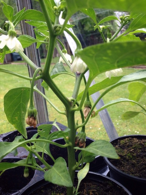 Golden Wonder main crop in grow bags and Jalapeños in the greenhouse