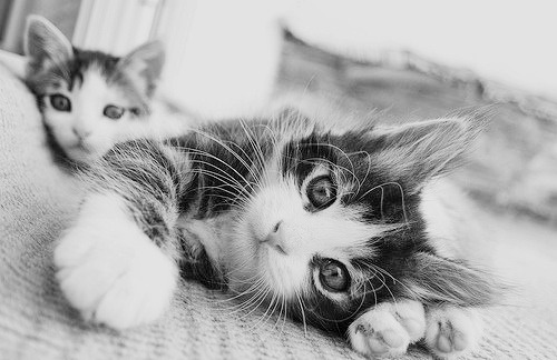 thegreatcatbog:  If You Love Cats - Click Here For 1000’s More - http://thegreatcatbog.tumblr.com 