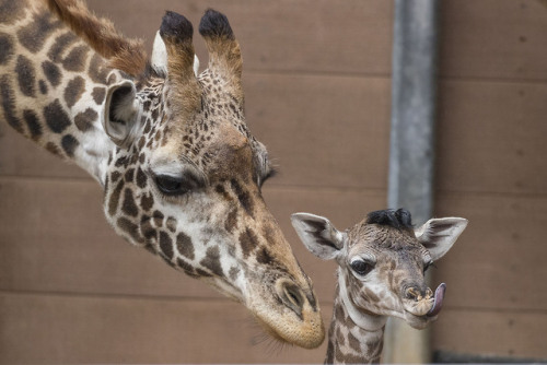 It’s a boy! Guests were treated to a giraffic birth this weekend.This is Harriet’s 5th calf,