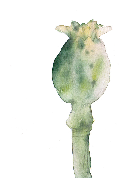 coloricioso:Poppy watercolor seriesRemember to see:Pomegranate watercolorAsphodelus watercolor